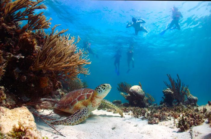 Snorkelers watch a sea turtle from a safe distance as it rests on the ocean floor