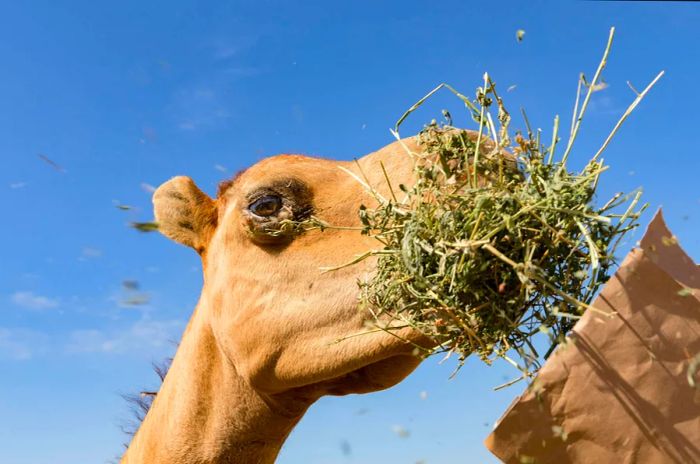 A close-up upward shot of a camel munching on grass against a blue sky