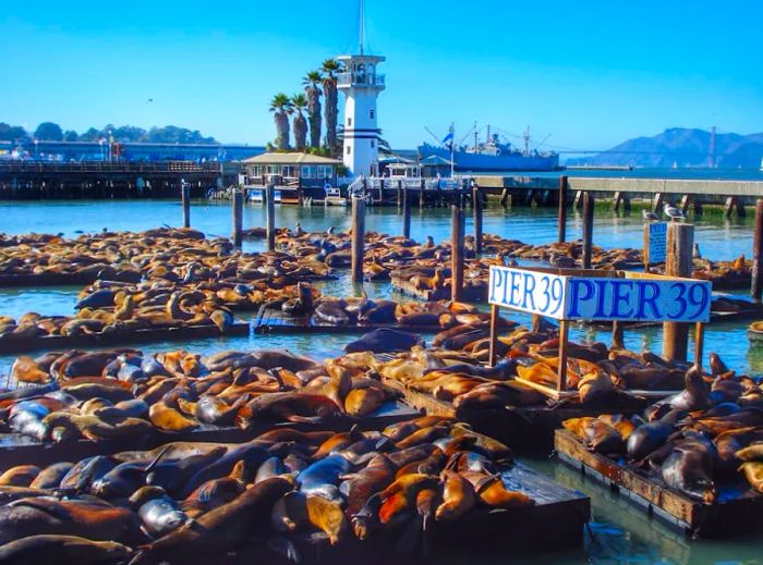 Dozens of brown sea lions bask in the sun on jetties, beneath a sign that reads 