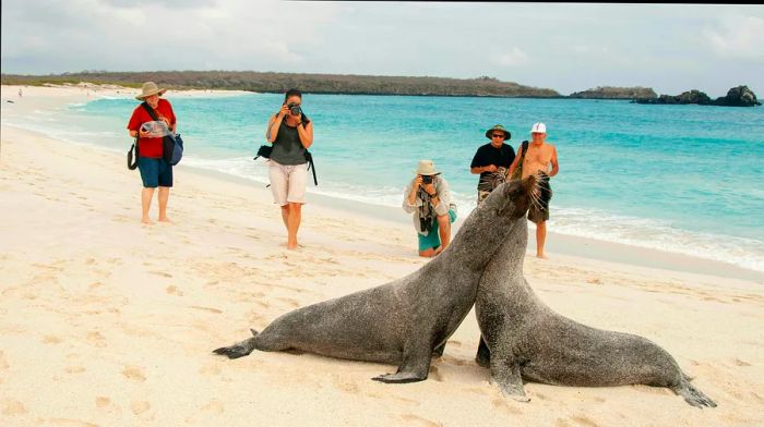 Tourists observe a pair of sea lions lounging on the beach in the Galápagos Islands, Ecuador.