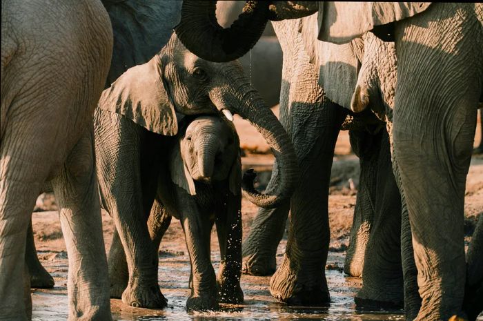 Elephants at a watering hole in Botswana