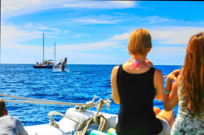 People aboard a boat observe a whale breaching from a safe distance.