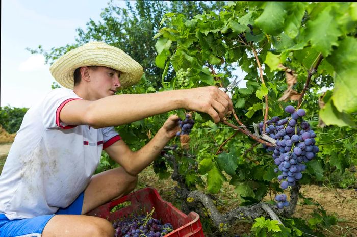 A farm worker harvesting grapes during the grape harvest near Thessaloniki, Macedonia, Greece