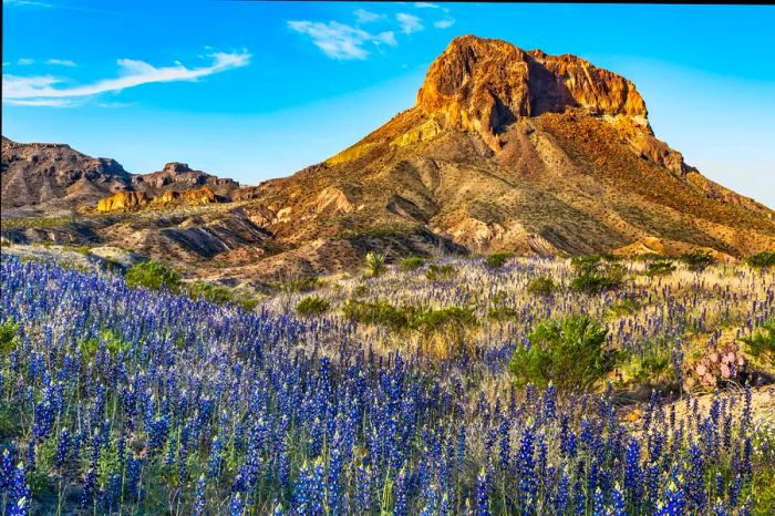 A vibrant field of bluebonnets blooms beside Cerro Castella in Big Bend National Park, West Texas, USA