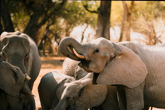 A herd of elephants quenches their thirst at a waterhole in Botswana