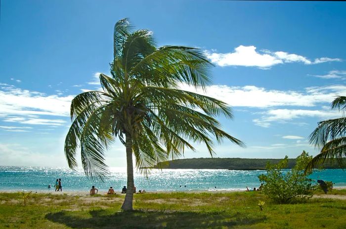 A palm tree sways along a beach on Vieques, Puerto Rico