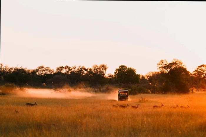 A safari truck navigates through the vast landscape of Botswana