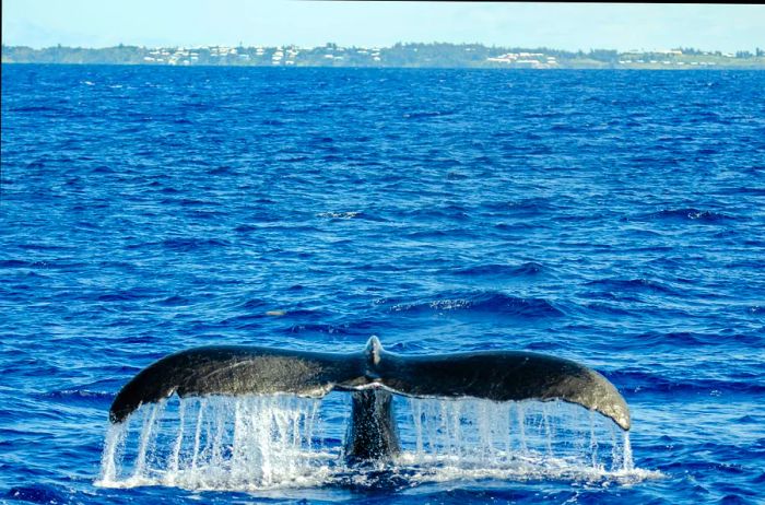 Humpback whale spotted off Bermuda's coast