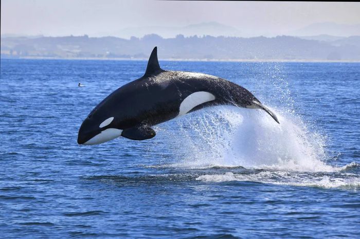 An orca leaping out of the waters of Puget Sound