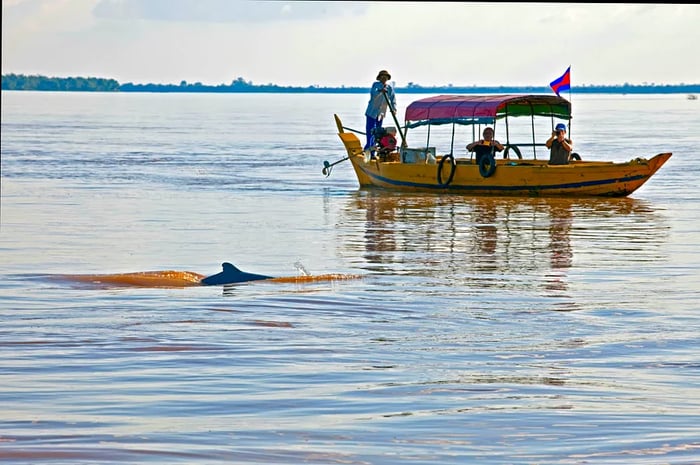 Freshwater dolphins surrounding a small boat