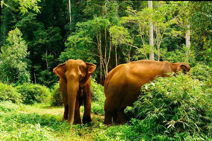 Elephants in the Jungle