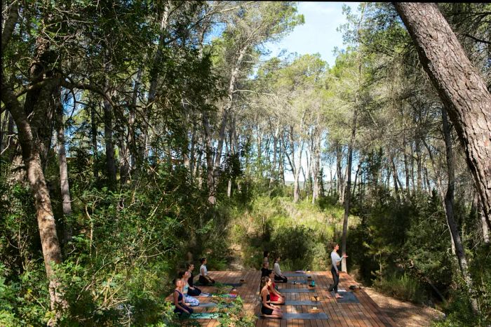 A group of individuals engaged in yoga on a wooden deck set amidst a lush forest, surrounded by tall trees and vibrant greenery.