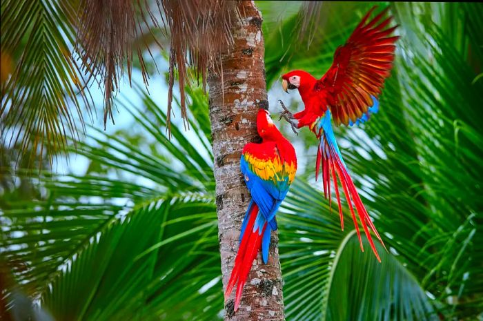 Two vibrant scarlet macaw parrots perched on a tree in the lush jungle.