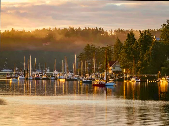 Sailboats gliding through a misty marina at sunrise in Friday Harbor, San Juan Islands