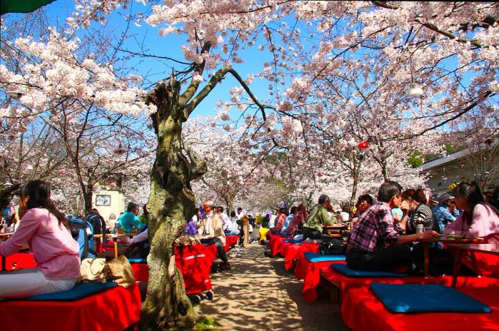 Visitors relax at low tables beneath cherry blossom trees in a park