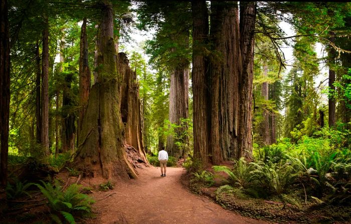 A person strolls along a path beneath towering trees in Redwood National Park, California, USA