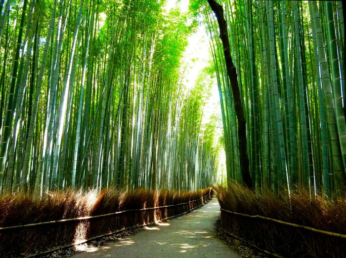 Tall bamboo stalks create a natural pathway for walkers.