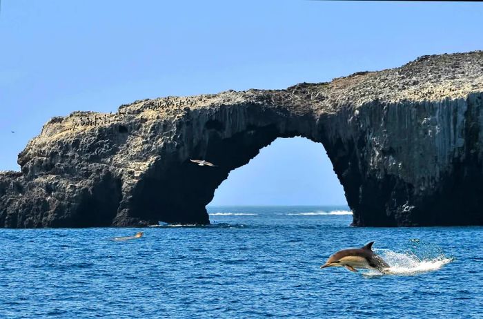 A dolphin leaps from the water in front of a rock arch formation