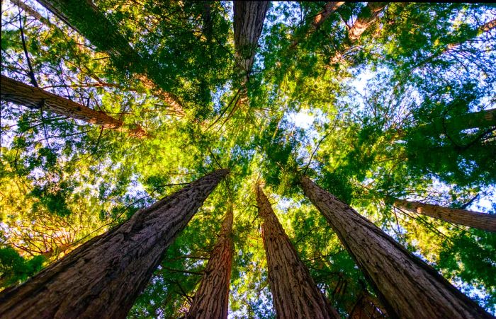 Towering trees in Muir Woods National Monument, Marin County, California, USA.