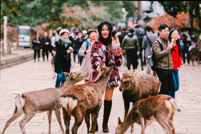 A woman surrounded by deer in Nara, Japan