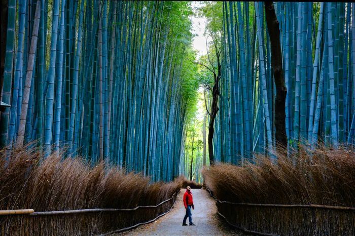 A person gazes up at towering bamboo in a forest