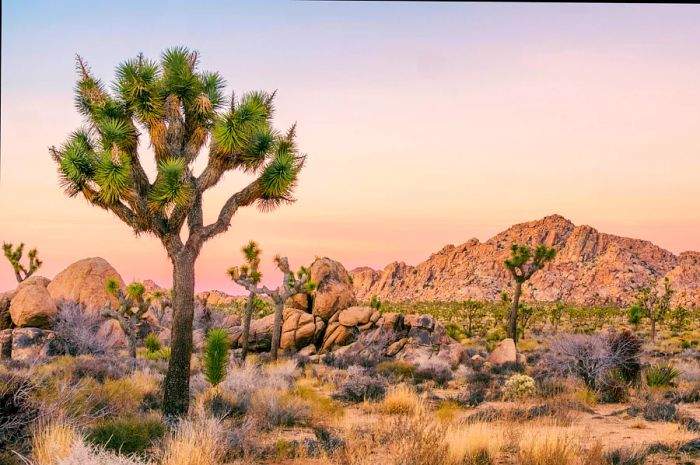 Whimsical Joshua trees rise from the desert landscape of Joshua Tree National Park