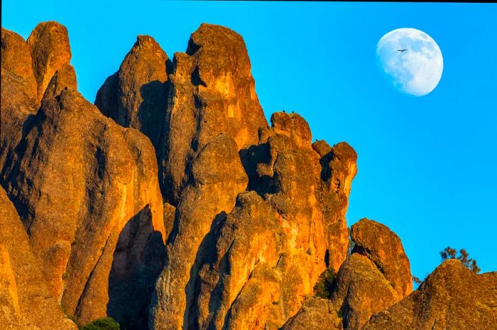 A condor glides across a nearly full moon rising over jagged rock formations at Pinnacles National Park.