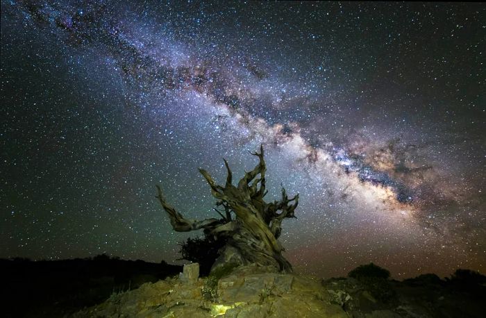 A bristlecone pine stands beneath the Milky Way in Schulman Grove within Inyo National Forest.