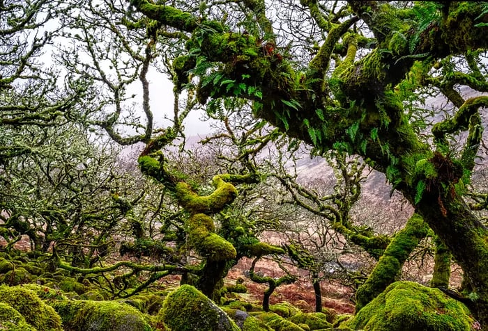 Wistman's Woods, Dartmoor National Park..January, 2020