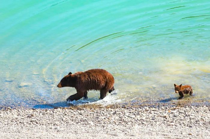 A red-colored black bear mother and her cub play in a lake on a warm summer day.