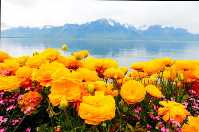 Springtime blossoms grace the shores of a tranquil lake.