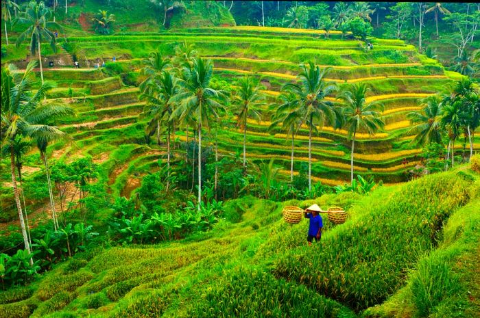 A farmer tending to a terraced field