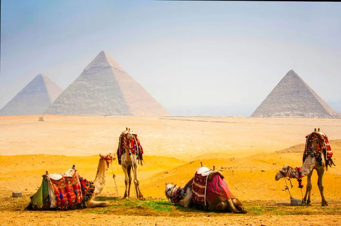 Camels rest against the backdrop of the iconic pyramids in the desert