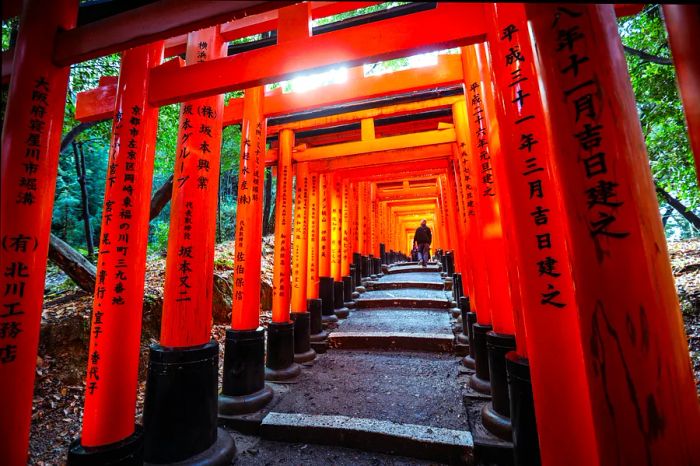 A man strolls through the iconic Great Torii of Fushimi Inari Shrine in Kyoto, Japan.