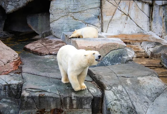 A white polar bear lets out a roar while perched on a rocky ledge, with another bear resting behind it.