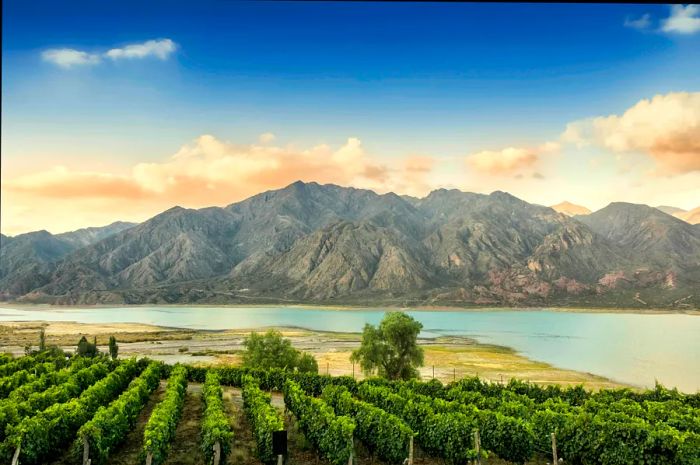 A vineyard in Mendoza, Argentina, unfolds with a river and a dramatic mountain backdrop.