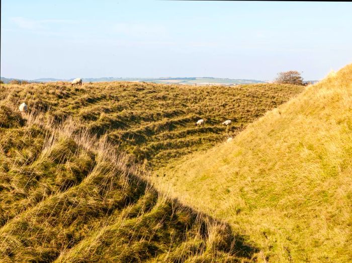 Sheep graze peacefully on the grassy rampart at Maiden Castle, Dorset.