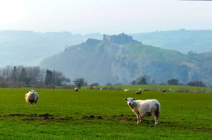 A picturesque landscape with sheep grazing near Castell Carreg Cennen (Carreg Cennen Castle), Trapp, Llandeilo, Carmarthenshire, Wales.