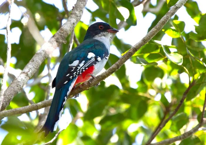 A close view of a Cuban trogon, or tocororo, perched on a branch among the leaves