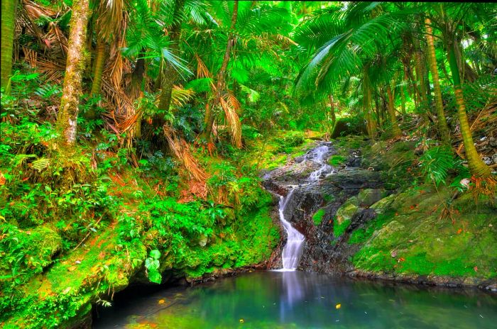 A gentle cascade flows down moss-covered rocks into a serene pool in El Yunque National Forest, Puerto Rico.