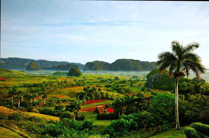 A picturesque green expanse filled with tobacco plantations in the Valle de Viñales, Cuba.