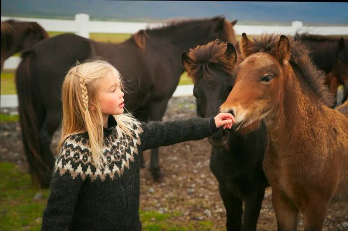 A blonde Icelandic girl gently touches the nose of a pony