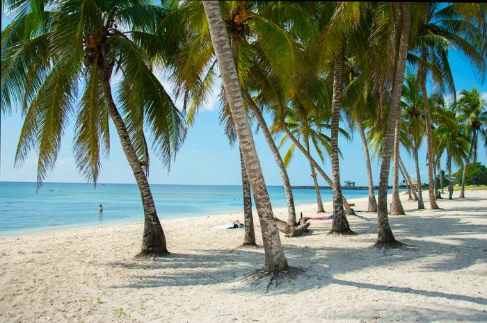 A pristine white-sand beach lined with tall palm trees extends towards the crystal-clear waters of Playa Girón, Cuba.