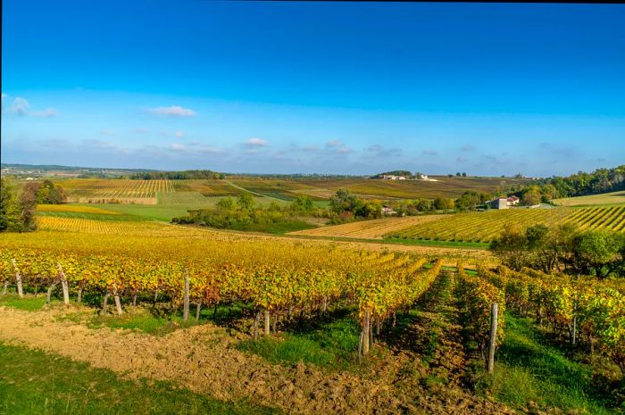 Vineyards transform into a stunning golden hue as autumn arrives