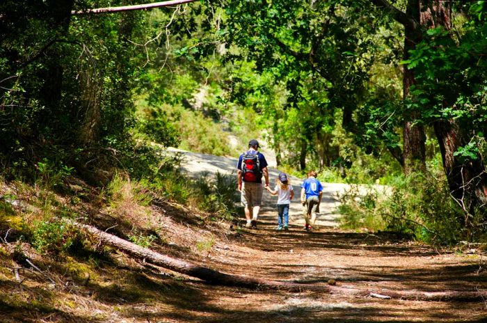 A father and his two children walk along a forest trail on a sunny day