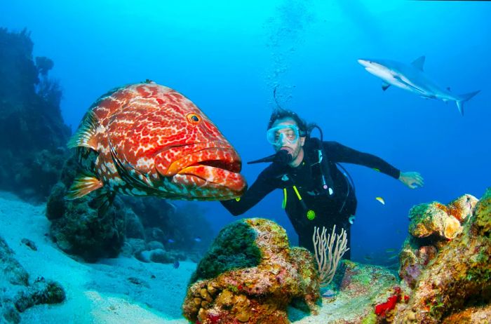 Scuba diver interacting with a large black grouper and a Caribbean reef shark in Honduras