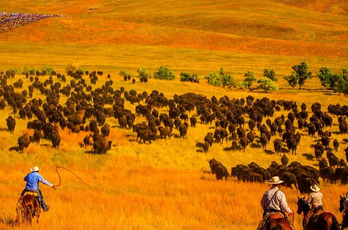 Cowboys guide American buffalo across a golden plain.