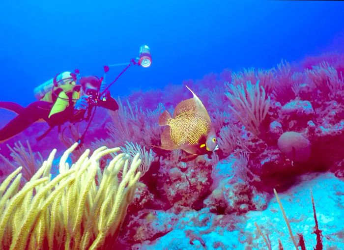 An underwater photographer captures a stunning image of a French angelfish on a shallow reef in St Kitts.