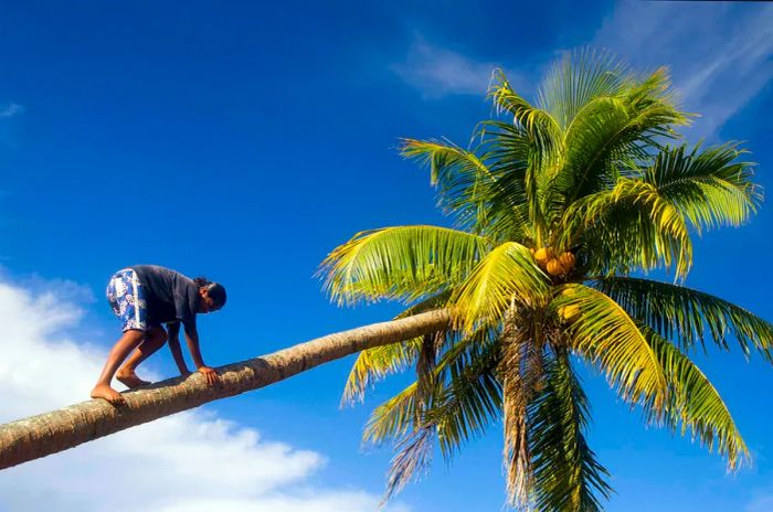 A young girl climbs a coconut tree barefoot