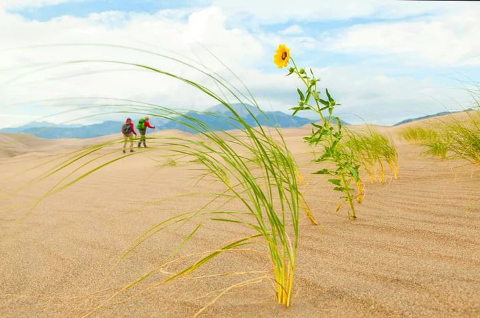 Blowout grass and a prairie sunflower emerge from a sand dune in Great Sand Dunes National Park, Colorado.